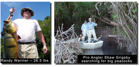 Pro angler Shaw Grigsby searching for big peacock bass